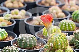 Cactus with flower, in a  pot