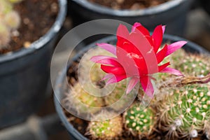 Cactus with flower, in a  pot