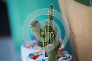 Cactus flower pot