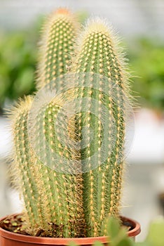 Cactus in a flower pot