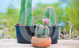 Cactus and flower in pot