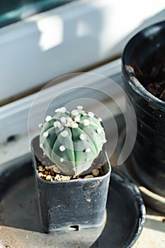 cactus in the flower pot or Astrophytum