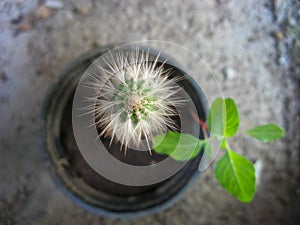 Cactus in the flower pot. photo