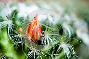 Cactus flower in pot in the garden