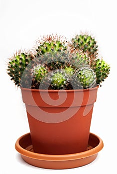 Cactus in flower pot isolated on white
