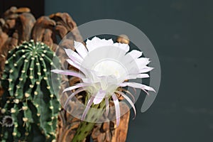 cactus flower of the queeen of the night, Selenicereus grandiflorus