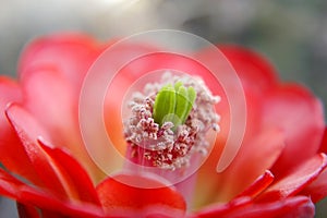 Cactus Flower Red Blossom