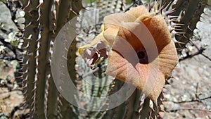 Cactus flower in Reserva de Namibe photo