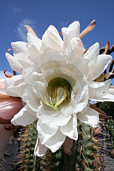 Cactus Flower photo