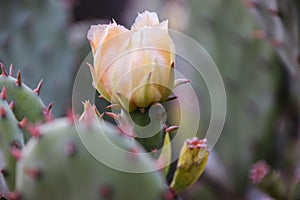 cactus flower