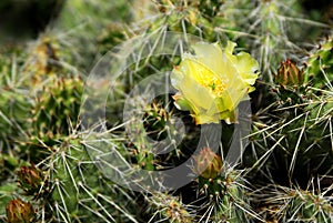 Cactus Flower in Southwestern Desert