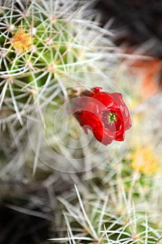 Cactus Flower in Southwestern Desert