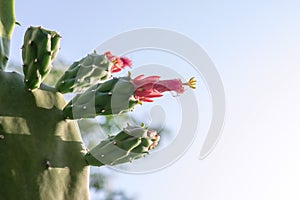 Cactus Flower in Sunshine day