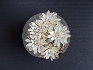 Cactus flower white colours full bloom gymnocalycium cactus flower