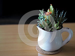 Cactus flower in white cup.