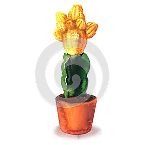 Cactus flower, yellow flower, succulent in pod, gymnocalycium variegated, tropical blossom cactus species, flowering