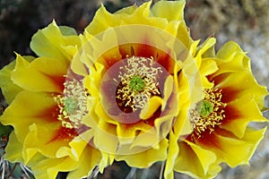 Cactus Flower With Yellow - Red Petals, Three Flowers