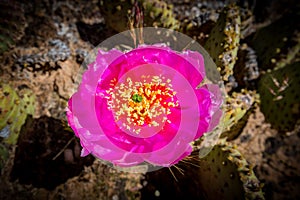 Cactus Flower, Zion National Park, Utah.CR2