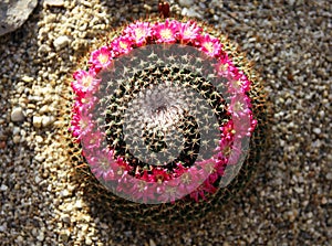 Cactus flowering Mammillaria multiseta