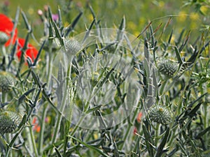 Cactus before flowering, mollerussa, lerida, spain, europe