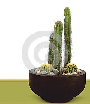 Cactus Flowerpot photo
