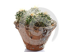 Cactus in flowerpot (Cactaceae)