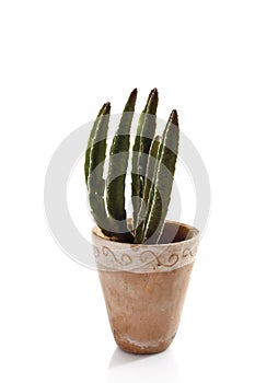 Cactus in flowerpot (Cactaceae)