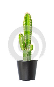 Cactus in flowerpot photo