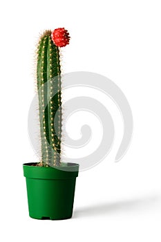 Cactus in flowerpot over white background