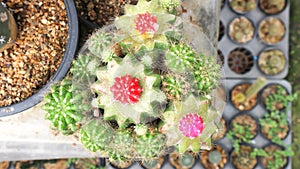 Cactus in the flowerpot