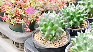 Cactus in the flowerpot