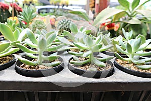 Cactus in the flowerpot