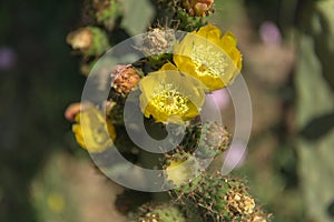 The cactus flowers.