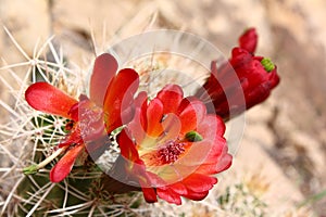 Cactus Flowers