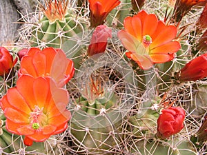 Cactus flowers