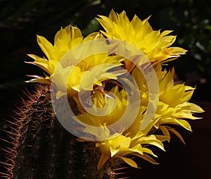 Cactus Flowers