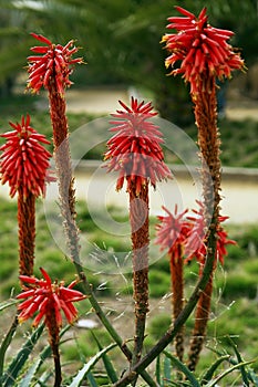 Cactus flowers