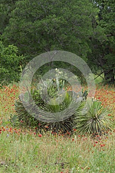 Cactus and flowers