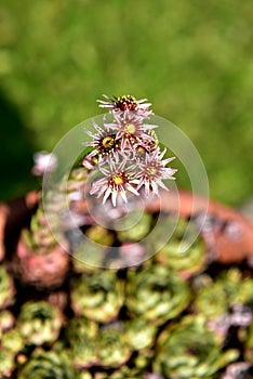 Cactus flowers