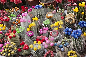 Cactus Flowers, Amsterdam