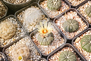 Cactus flowers, Astrophytum asterias with yellow flower is blooming on pot, Succulent, Cacti, Cactaceae, Tree, Drought tolerant