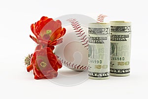 Cactus flowers with baseball photo