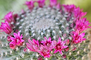 Cactus flowers blooming