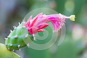 Cactus flowers blooming