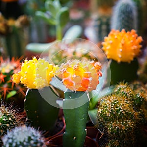 Cactus flowers blooming in Amsterdam flower market Netherlands