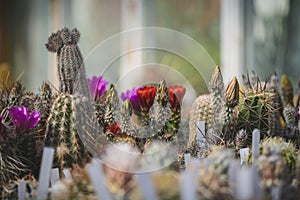 Cactus on flowers and with buds, background with cactus.