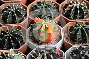 Cactus with flowers called \'Gymnocalycium mihanovichii\'