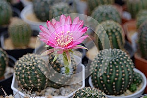 Cactus called \'Lobivia sp\' photo