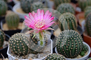 Cactus called 'Lobivia sp'
