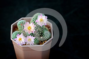 Cactus called \'Rebutia Carnival\' photo